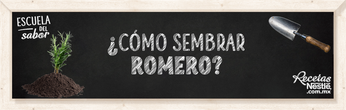 Cómo sembrar romero Cómo sembrar romero