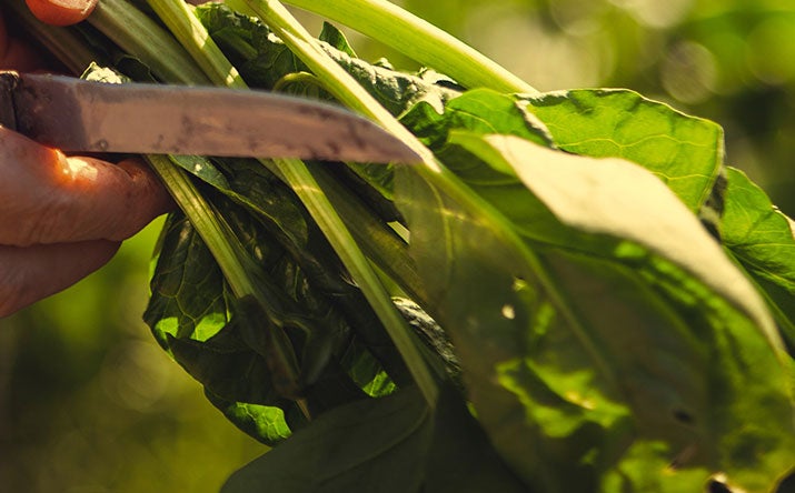 Alimentos para sembrar en huerta casera Alimentos para sembrar en huerta casera