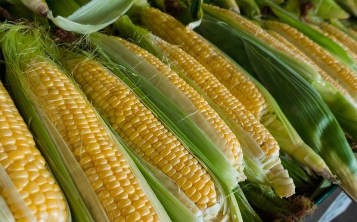 Todo lo que tienes que saber sobre el maíz | Recetas Nestlé