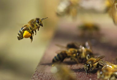 Abejas produciendo miel  