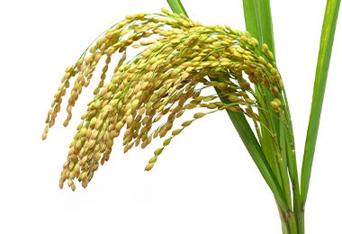 La planta del arroz