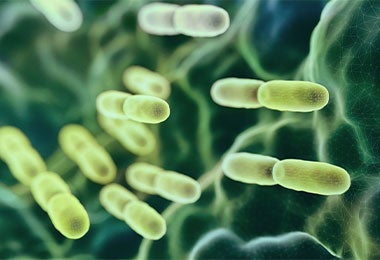 Bacterias indetectables visualmente que residen en las hojas de la lechuga.