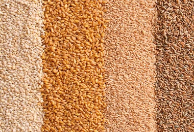 Granos de distintos cereales: centeno, avena, trigo y cebada perlada.