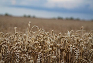 Un campo de centeno y otros cereales.