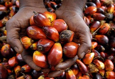 Chontaduro fruto de palmera 