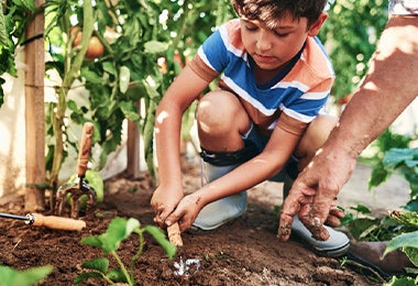 Cultivar plantas en huerta casera