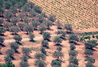 Cultivo de olivo para hacer aceite de oliva