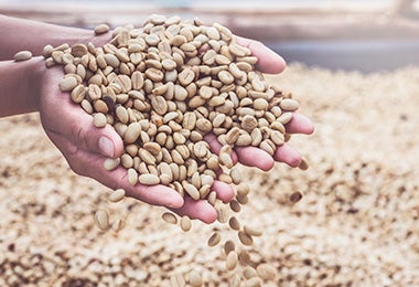Día internacional del café granos verdes sin tostar 