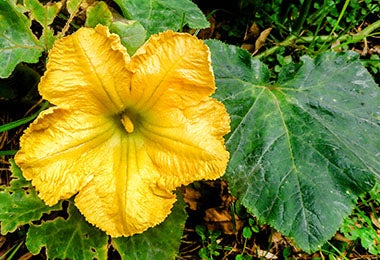 Flor de calabacita