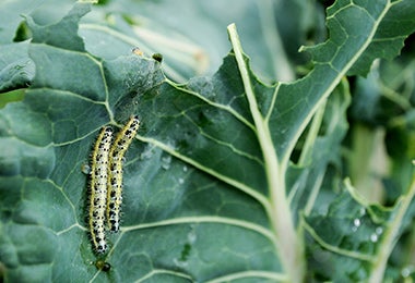 Limpiar y desinfectar vegetal de hoja 