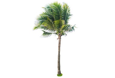 Palmera de coco 