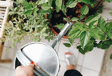 Plantas en macetas de huerta casera