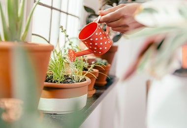 Regar plantas en huerta casera