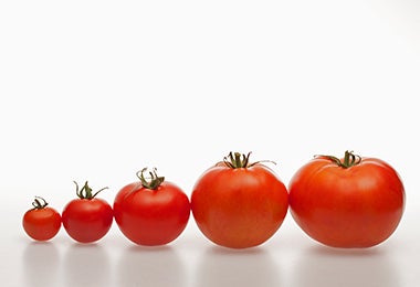 Jitomates de distintos tamaños para usar en una salsa pomodoro.