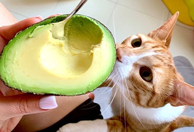 Mujer degustando de mitad de aguacate en su punto junto a su gato.