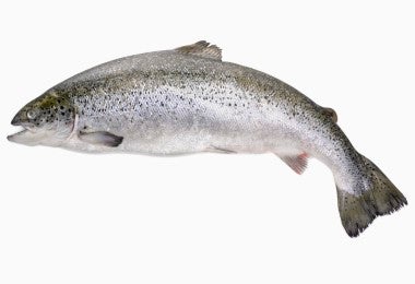 Salmón entero fresco, mostrando variedad y caracteristicas