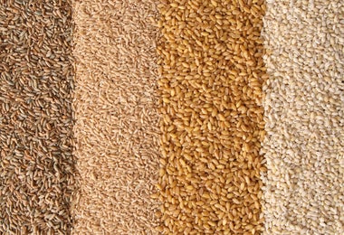 Diferentes variedades de espelta y otros cereales, diversidad de granos integrales