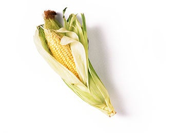 Maíz, alimento prehispánico. Mazorca de maíz en hoja, de longitud completa.