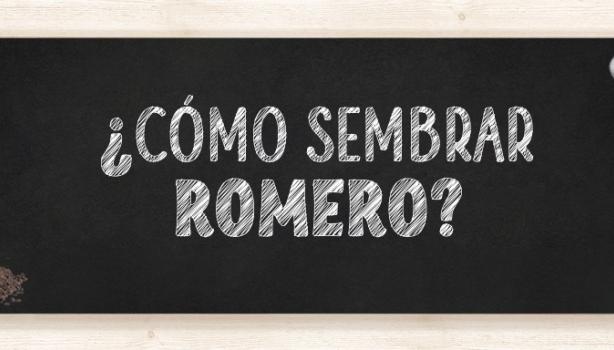 Cómo sembrar romero