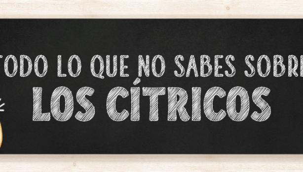 Todo lo que tienes que saber sobre los cítricos