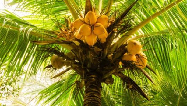 Descubre cuáles son los frutos de palmera