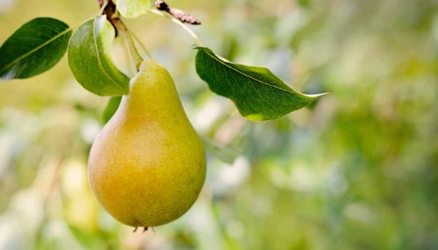 Pera madura en árbol, propiedades y recetas