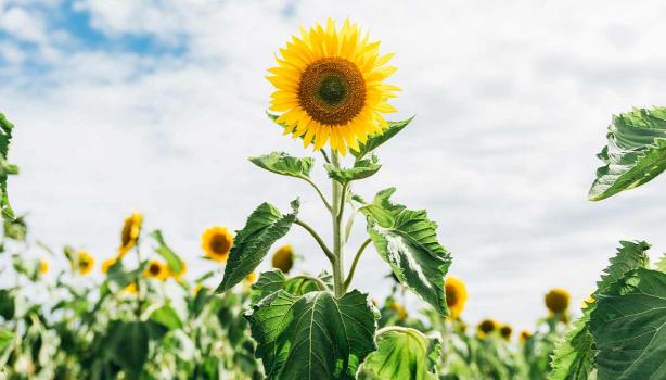 Flor y semillas de girasol en un campo repleto de girasoles y sus hojas