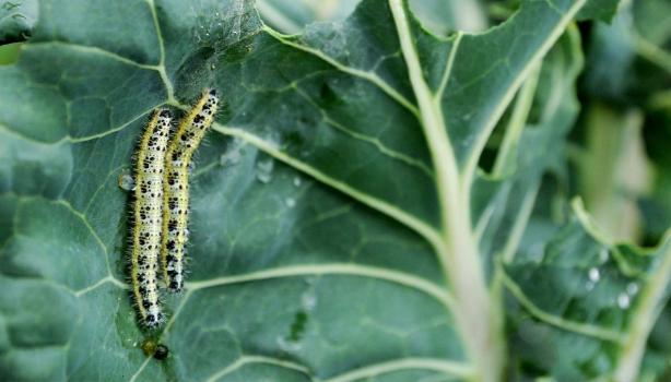 Insectos comestibles, gusano en hoja