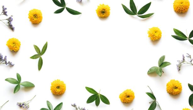 Decoración con flores de manzanilla: toque natural en las recetas Flores de manzanilla y hojas verdes formando un marco decorativo. Destacar beneficios de la manzanilla en la cocina