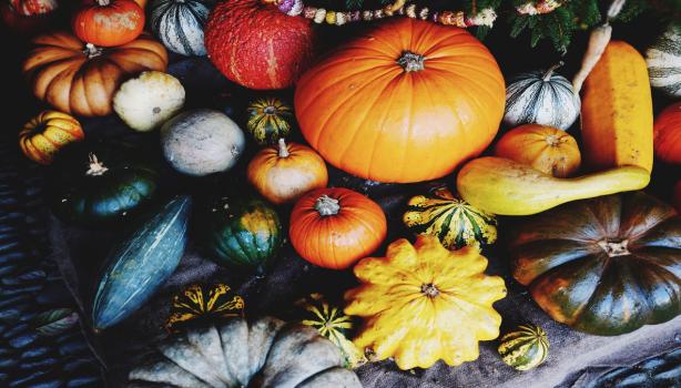 Variedad de tipos de calabacita y calabazas en diferentes tamaños y colores 