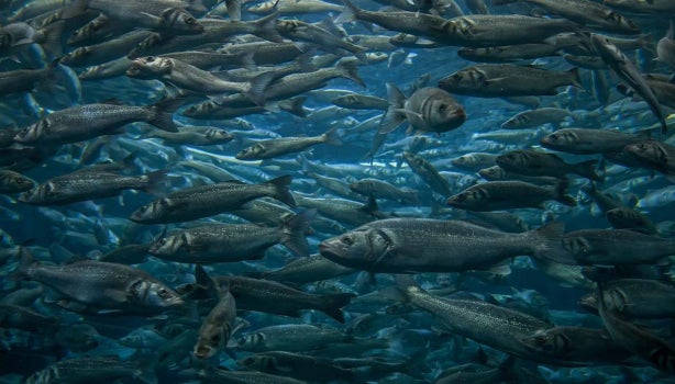 Cardumen con varios tipos de pescado.