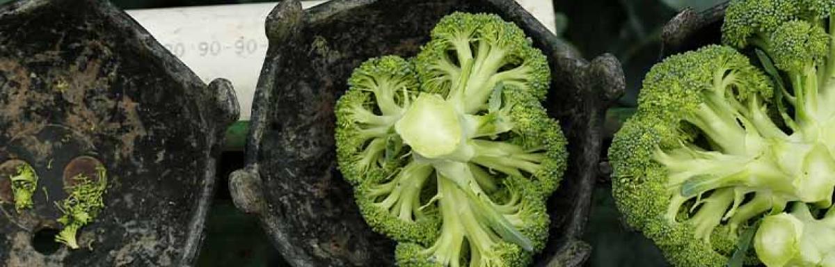 Cosecha de brócoli