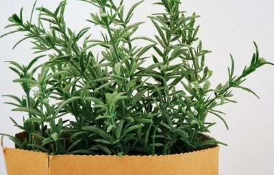 Cómo sembrar romero Cómo sembrar romero