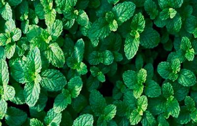 Hojas frescas de hierbas aromáticas 