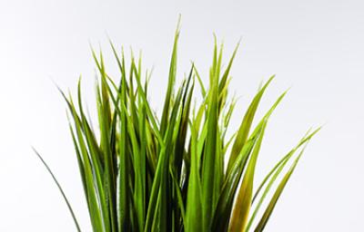 Planta para qué sirve la sábila Planta para qué sirve la sábila