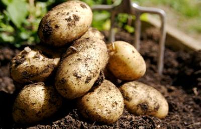 Papas recién sacadas de la tierra, cosecha de tubérculos