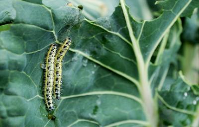 Insectos comestibles, gusano en hoja