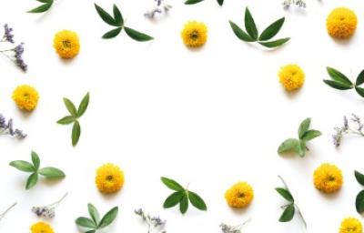 Decoración con flores de manzanilla: toque natural en las recetas Flores de manzanilla y hojas verdes formando un marco decorativo. Destacar beneficios de la manzanilla en la cocina
