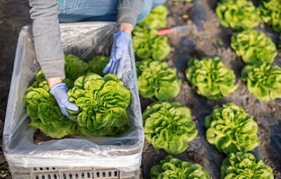 Mujer cosechando lechuga lista para desinfectar.