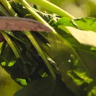 Cómo hacer una huerta en casa