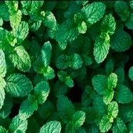 Hojas frescas de hierbas aromáticas 