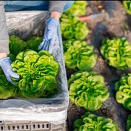 Un tipo de lechuga siendo recogida del campo.