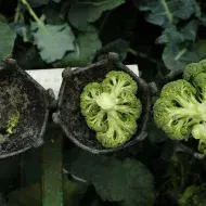 Cosecha de brócoli