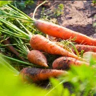 Conoce el poder de la zanahoria