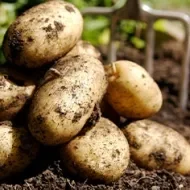 Papas recién sacadas de la tierra, cosecha de tubérculos