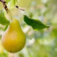 Pera madura en árbol, propiedades y recetas