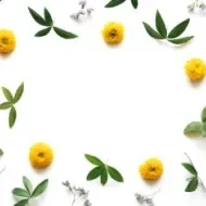 Flores de manzanilla y hojas verdes formando un marco decorativo. Destacar beneficios de la manzanilla en la cocina