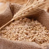 Granos de espelta en un saco de yute, estado natural antes de ser procesados 