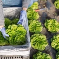 Mujer cosechando lechuga lista para desinfectar.