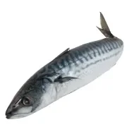 Pescado pirarucú.